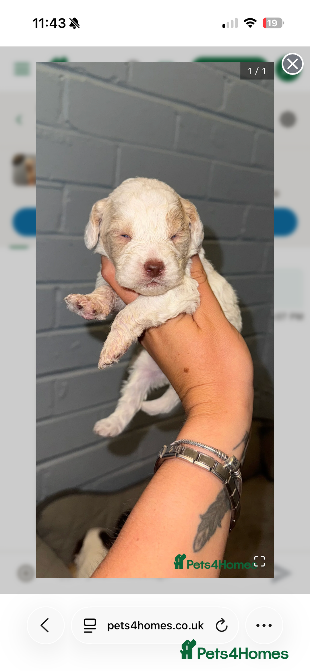 Mixed Breed dogs for sale: Springerpoo puppy  - Advert 18