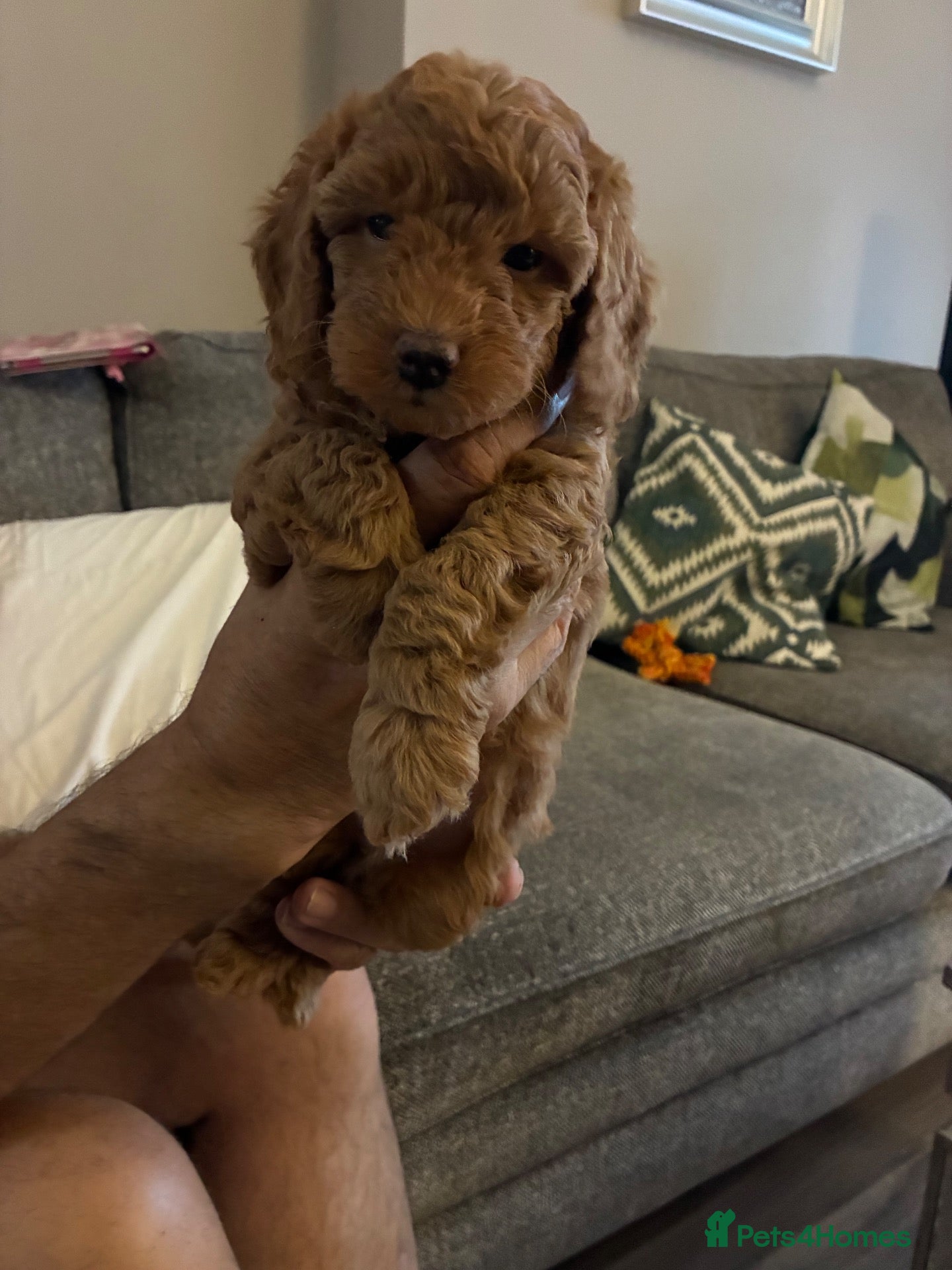 Miniature Poodle dogs 6 red and apricot KC registered poodles  - Advert 6