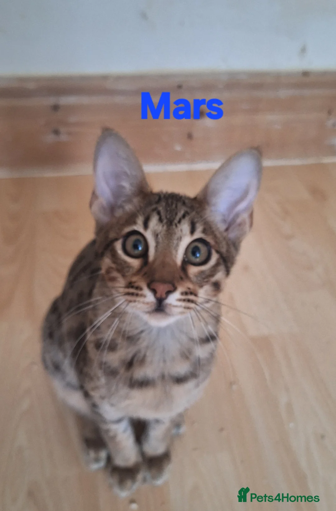 Savannah cats for sale: REDUCED! Savannah SBTF6 cubs with Serval traits - Advert 5