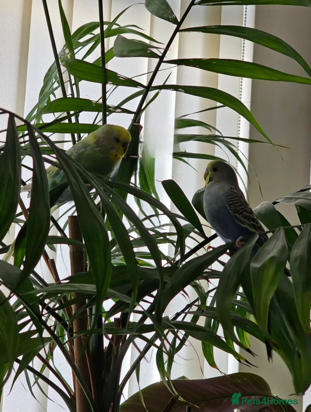 Budgerigars birds for sale: 2 Male Budgies with cage and stand in Wallasey - Advert 1