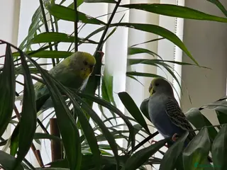 Budgerigars birds 2 Male Budgies with cage and stand - Advert 1