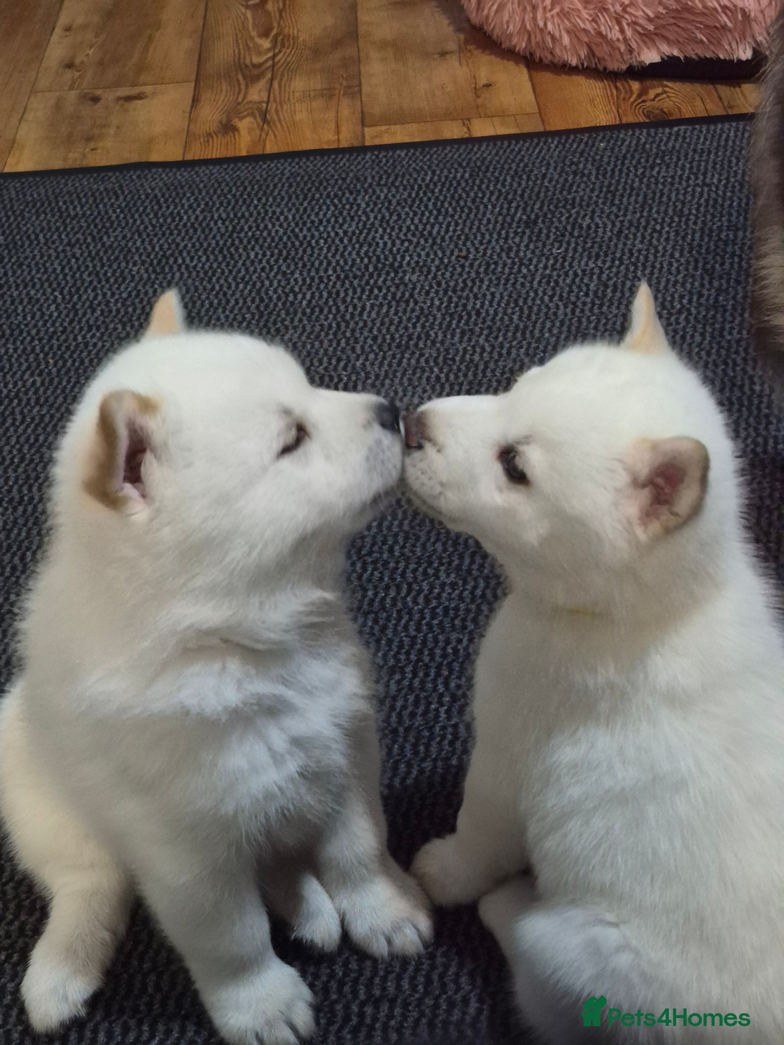 Mixed Breed dogs Siberian husky/ chow chow (chowski) - Advert 9