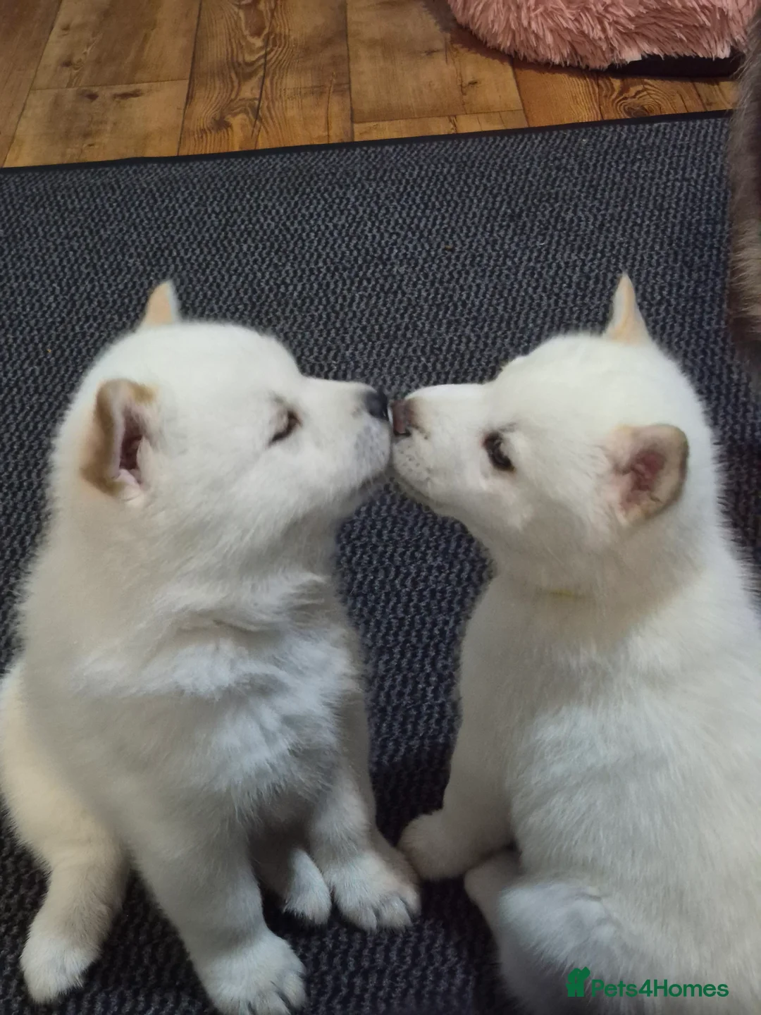 Mixed Breed dogs for sale: Siberian husky/ chow chow (chowski) - Advert 1