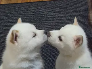 Mixed Breed dogs Siberian husky/ chow chow (chowski) - Advert 10