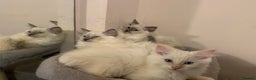 Ragdoll cats for sale: 4 Ragdoll kittens  - Advert 3