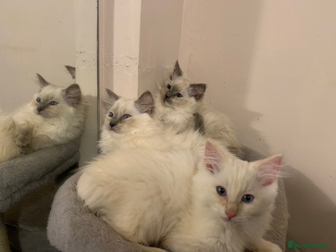 Ragdoll cats for sale: 4 Ragdoll kittens  - Advert 3