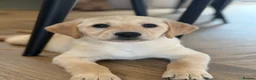 Goldador dogs for sale: Goldadors  - Advert 4