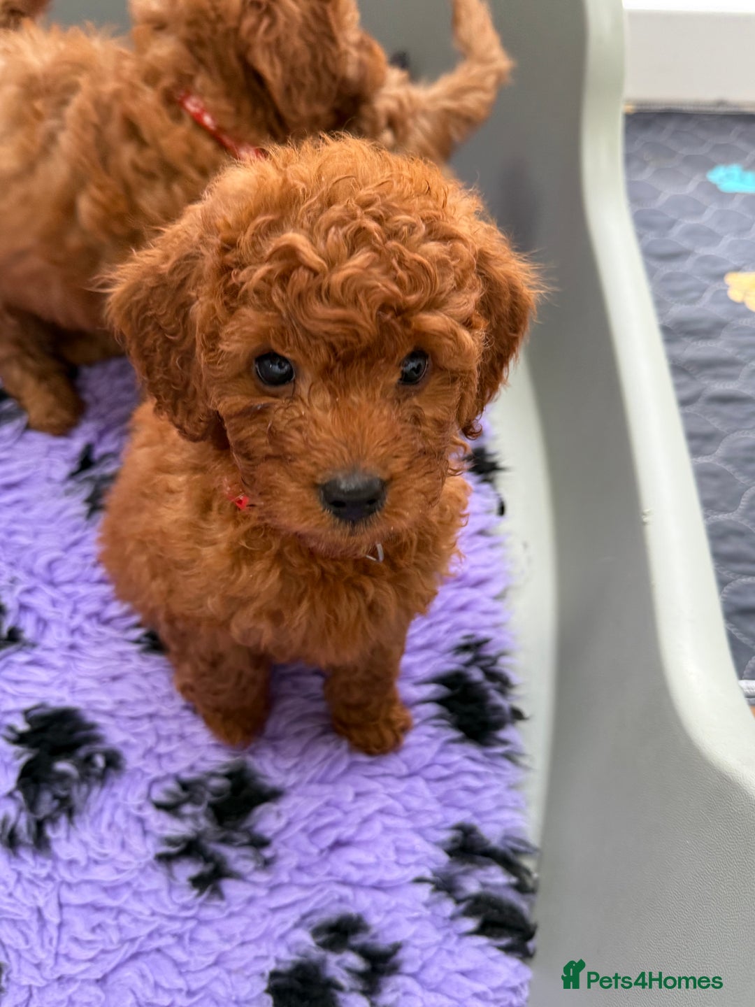 Cavapoo dogs for sale: Beautiful Cavapoo from DNA health tested parents  - Image 10