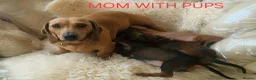 Miniature Dachshund dogs for sale: 🐕🐕3 miniature dashund puppy’s 🐕🐕 - Advert 9