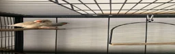 Finches birds for sale: Zebra Finch breeding pair and 2 x female juveniles - Advert 3