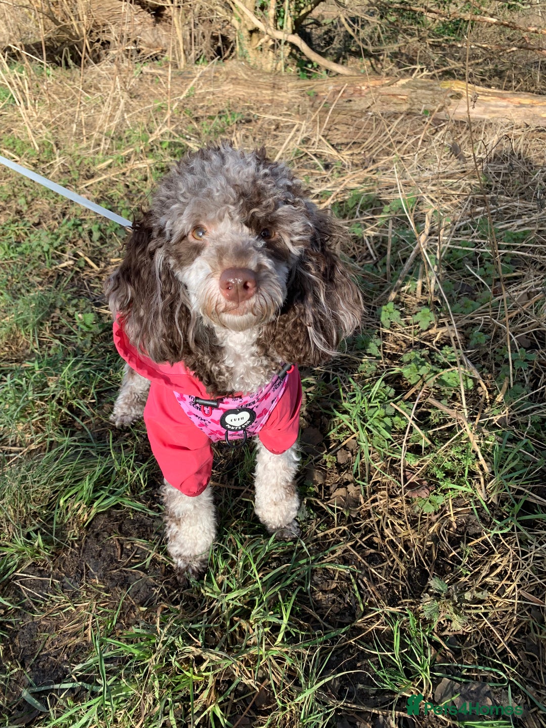 Toy Poodle dogs for sale: Gorgeous Figgy - Advert 4
