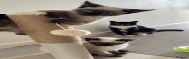 Siamese 2