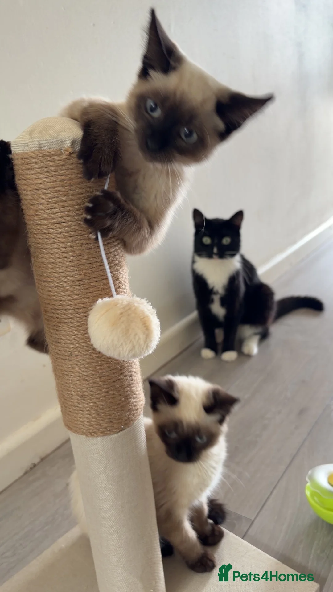 Siamese cats for sale: 2 beautiful Siamese kittens up for sale in Ashford - Advert 2