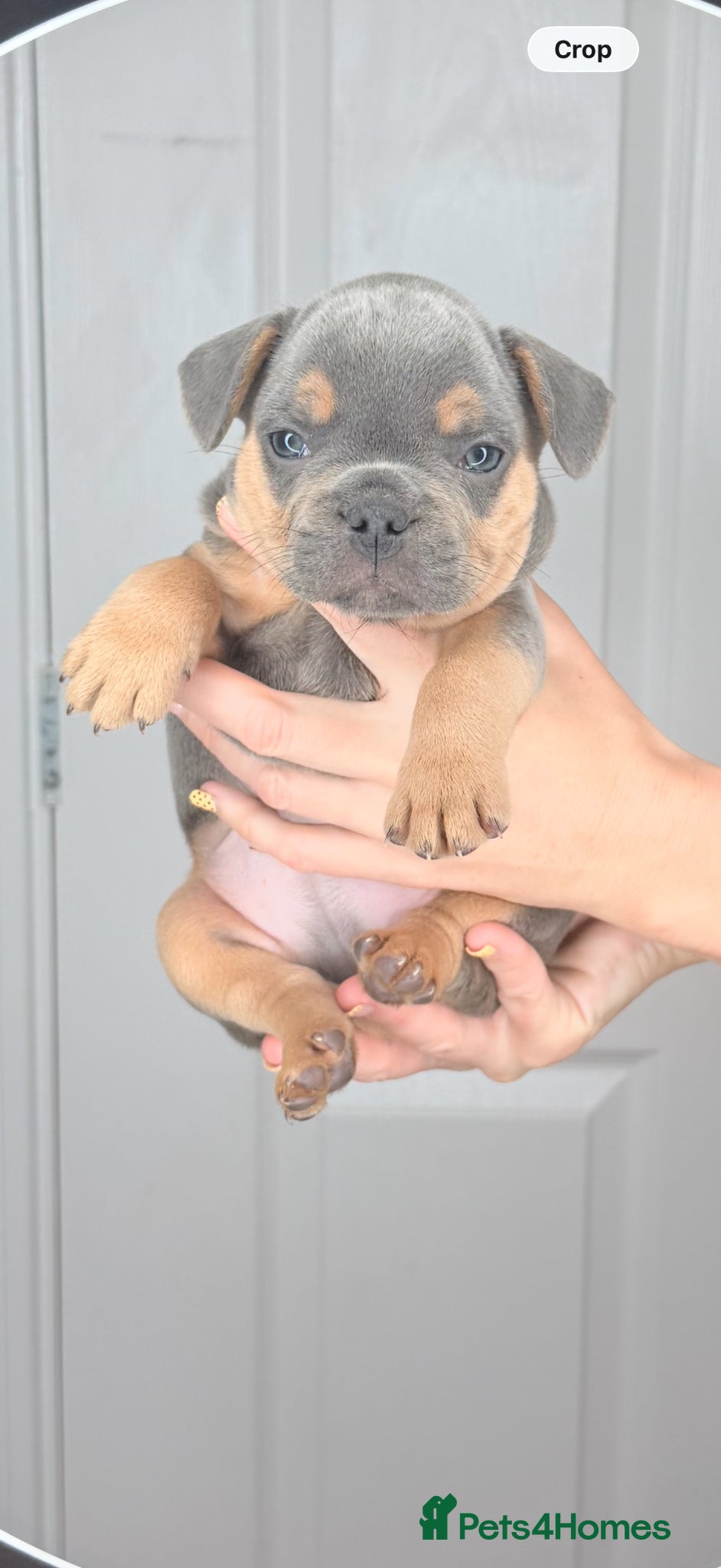 French Bulldog dogs  French bulldog puppies kc registered  - Advert 2