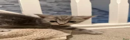 British Shorthair cats for sale: British short hair kittens - Advert 8