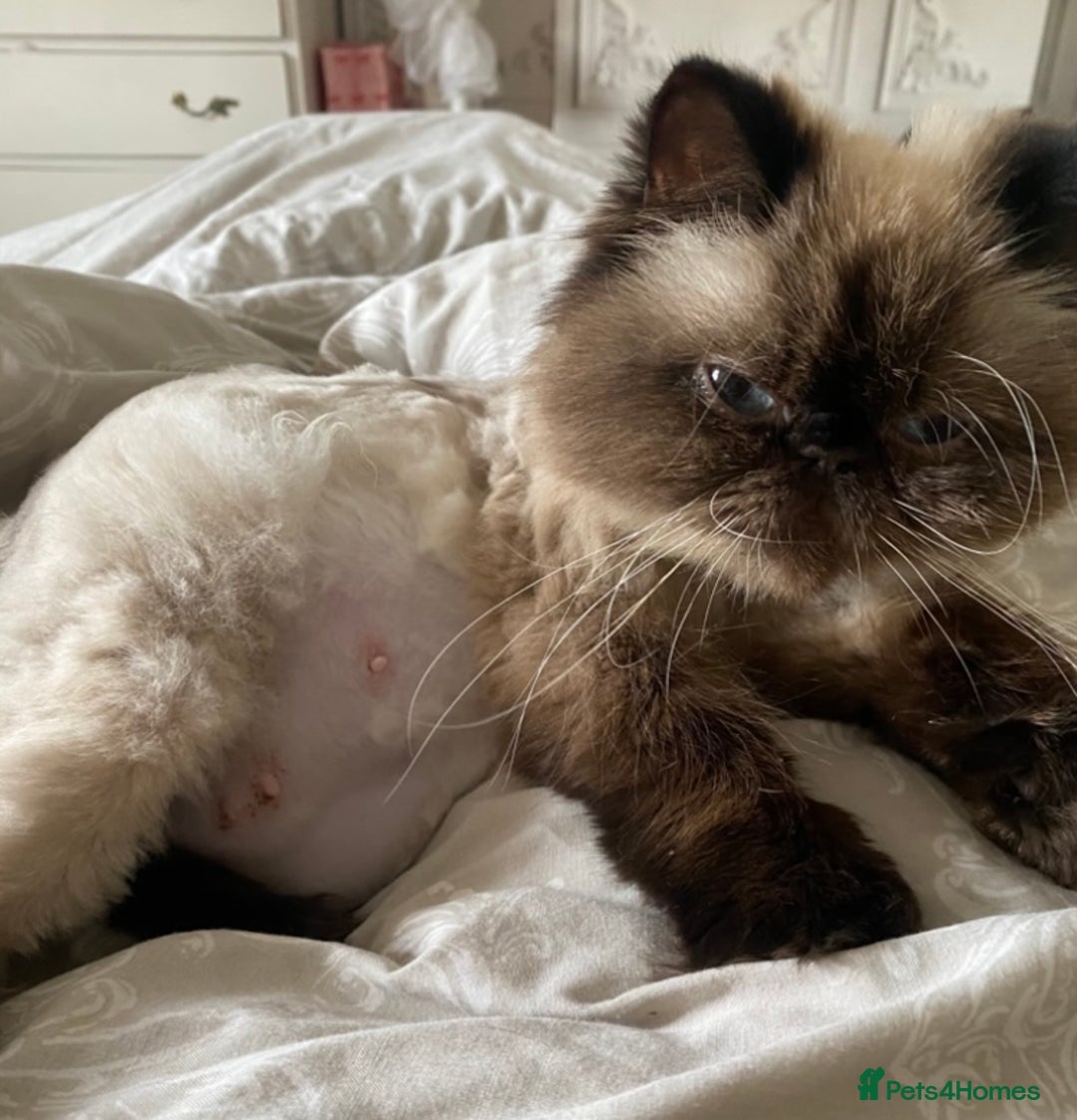 Exotic cats for sale: Outstanding Exotic Persian  - Image 18