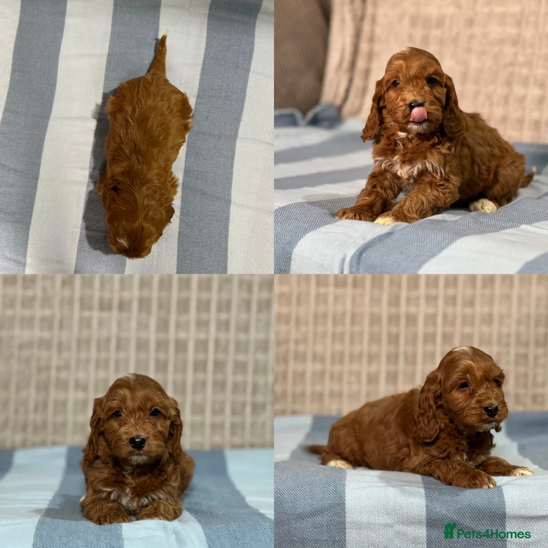 Cockapoo dogs for sale: Stunning Cockapoo puppies  in Bristol - Advert 5