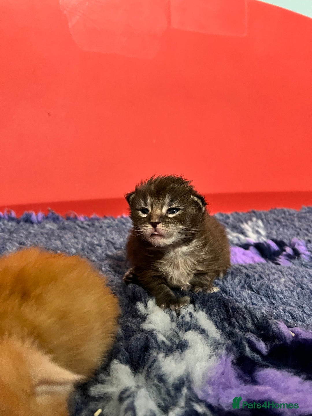 Maine Coon cats for sale: Polydactyl Maine Coon Kittens! - Advert 7