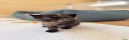 Mixed Breed cats for sale: Stunning kittens from a Maine Coon cross mum - Advert 29