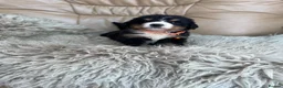 Bernese Mountain Dog dogs for sale: Stunning boys and girls - Advert 7