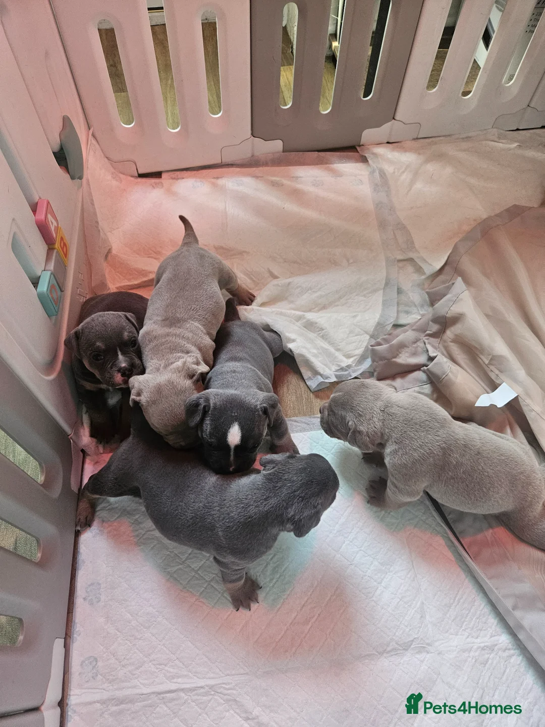 Dorset Olde Tyme Bulldogge dogs for sale: Olde english bulldogge - Advert 2