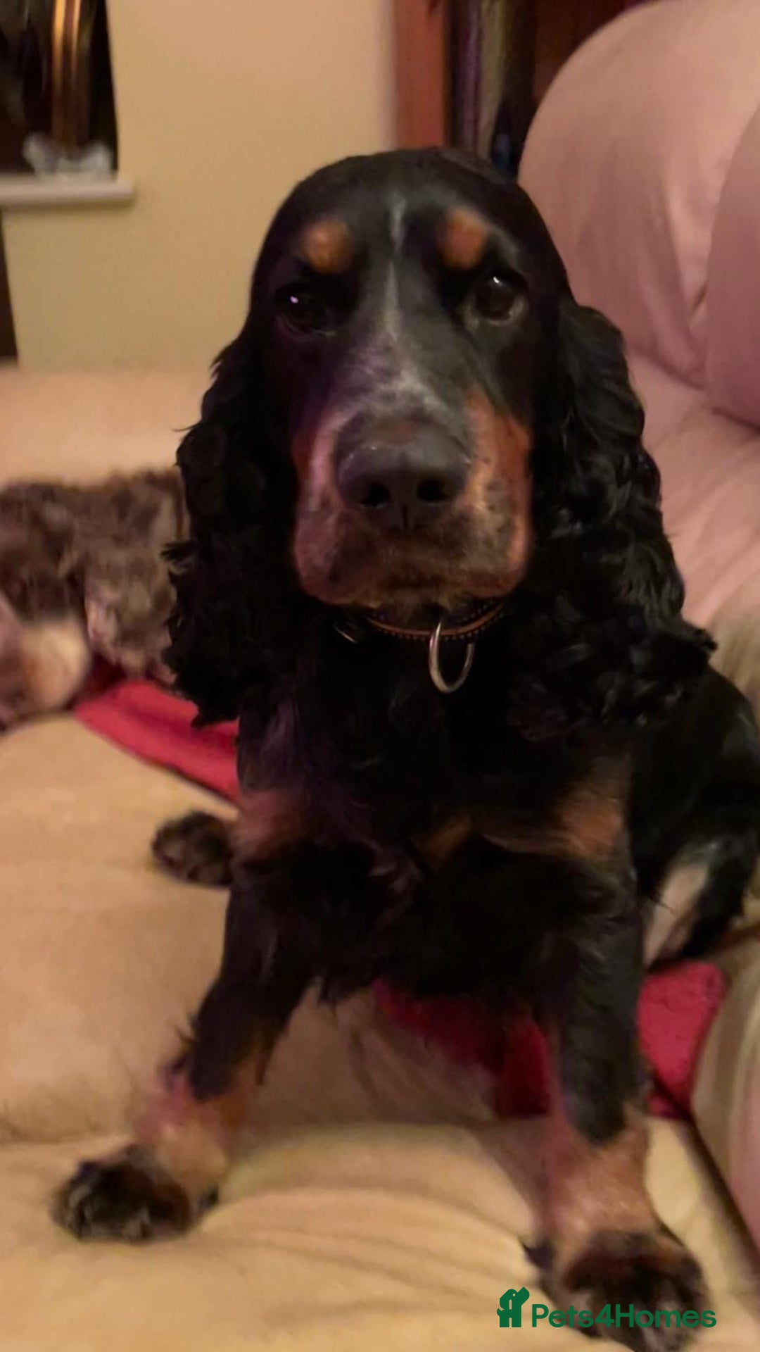 Cocker Spaniel dogs for sale: Cocker spaniel puppies-show type - Image 19