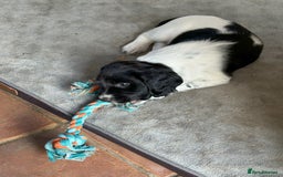 English Springer Spaniel dogs for sale: KC Reg English Springer Spaniel puppies - Image 9