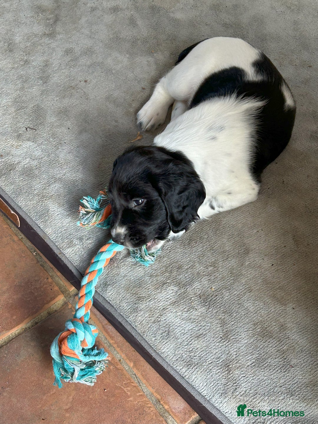 English Springer Spaniel dogs for sale: KC Reg English Springer Spaniel puppies - Image 9
