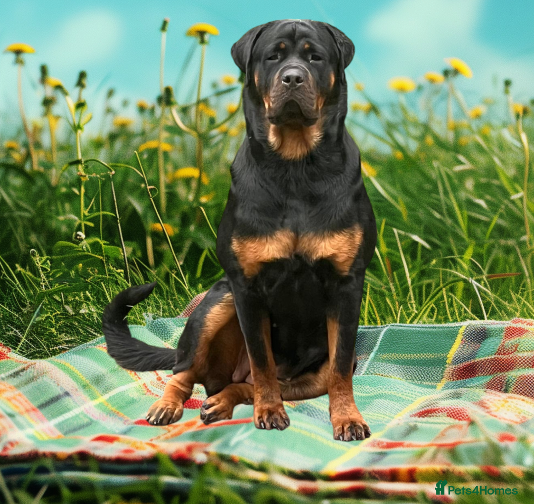 Rottweiler dogs for sale: Rottweiler puppies waiting list open - Image 2