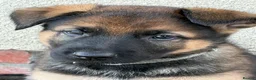 German Shepherd dogs for sale: Straight backed German shepherd’s  - Advert 3