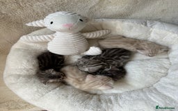 Bengal cats for sale: 💎💎💎 Luxury Bengal Kittens Available  - Image 5