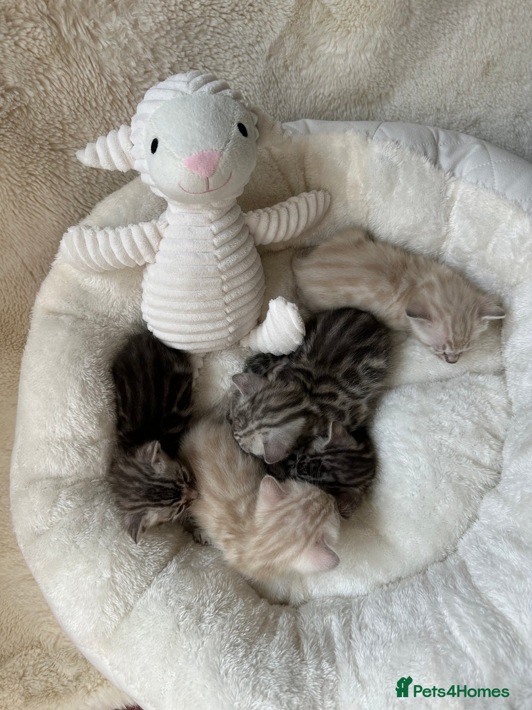 Bengal cats for sale: 💎💎💎 Luxury Bengal Kittens Available  - Image 5