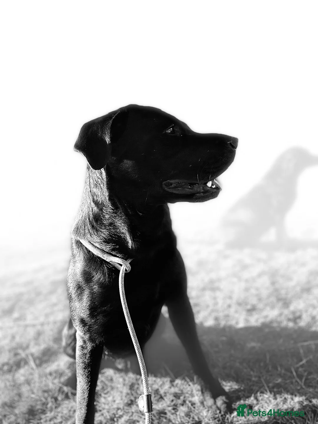 Labrador Retriever dogs for stud: Fully Health Tested Stunning Black Labrador Stud in Tewkesbury - Advert 2