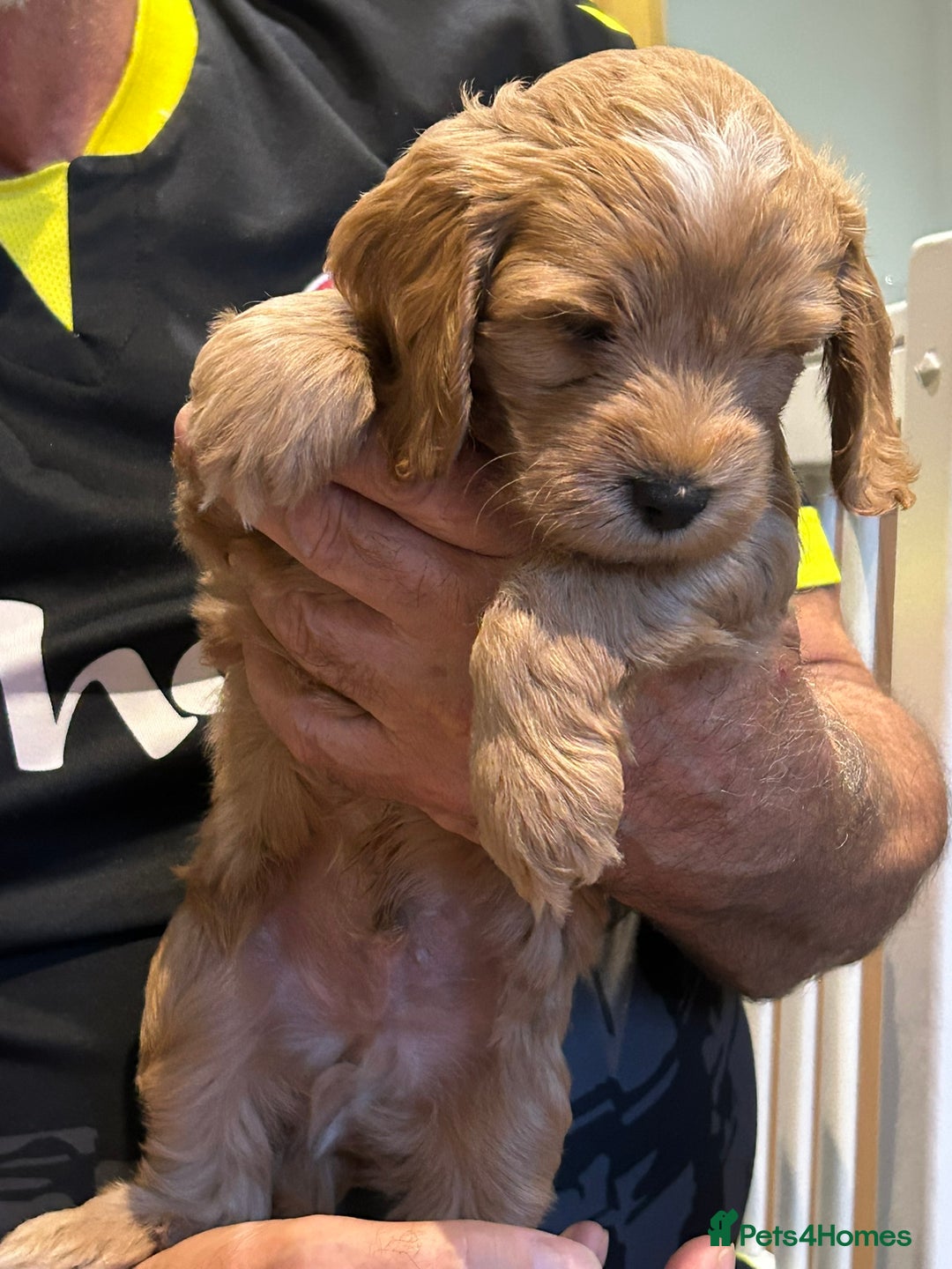 Cockapoo dogs for sale: F2 Cockapoo Puppies - Image 22