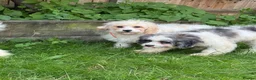 Cavapoo dogs for sale: 4 adorable cavapoo puppies - Advert 8