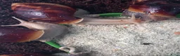 Snails invertebrates for sale: Giant African Land Snails Juveniles in Milton Keynes - Advert 6