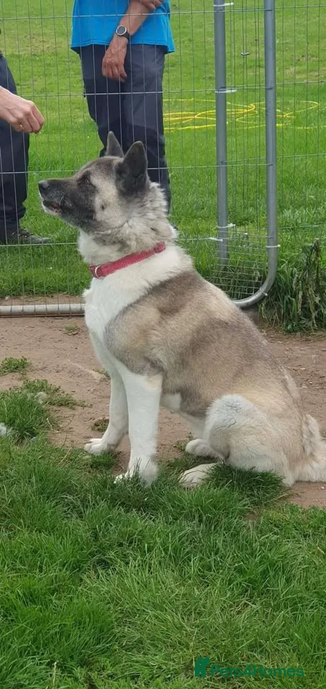 Akita dogs for adoption: Tigi  in Worksop - Advert 3