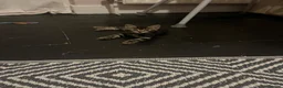 Mixed Breed cats for sale: 4 adorable kittens  - Advert 7