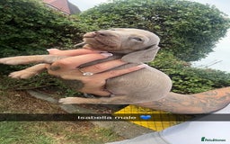 Dachshund dogs for sale: Miniature dachshund  - Advert 23