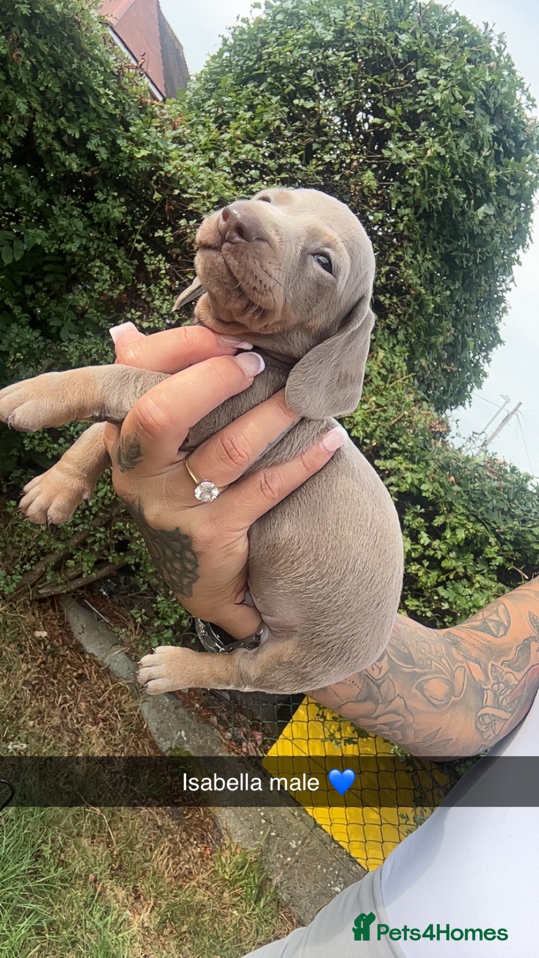 Dachshund dogs for sale: Miniature dachshund  - Advert 23