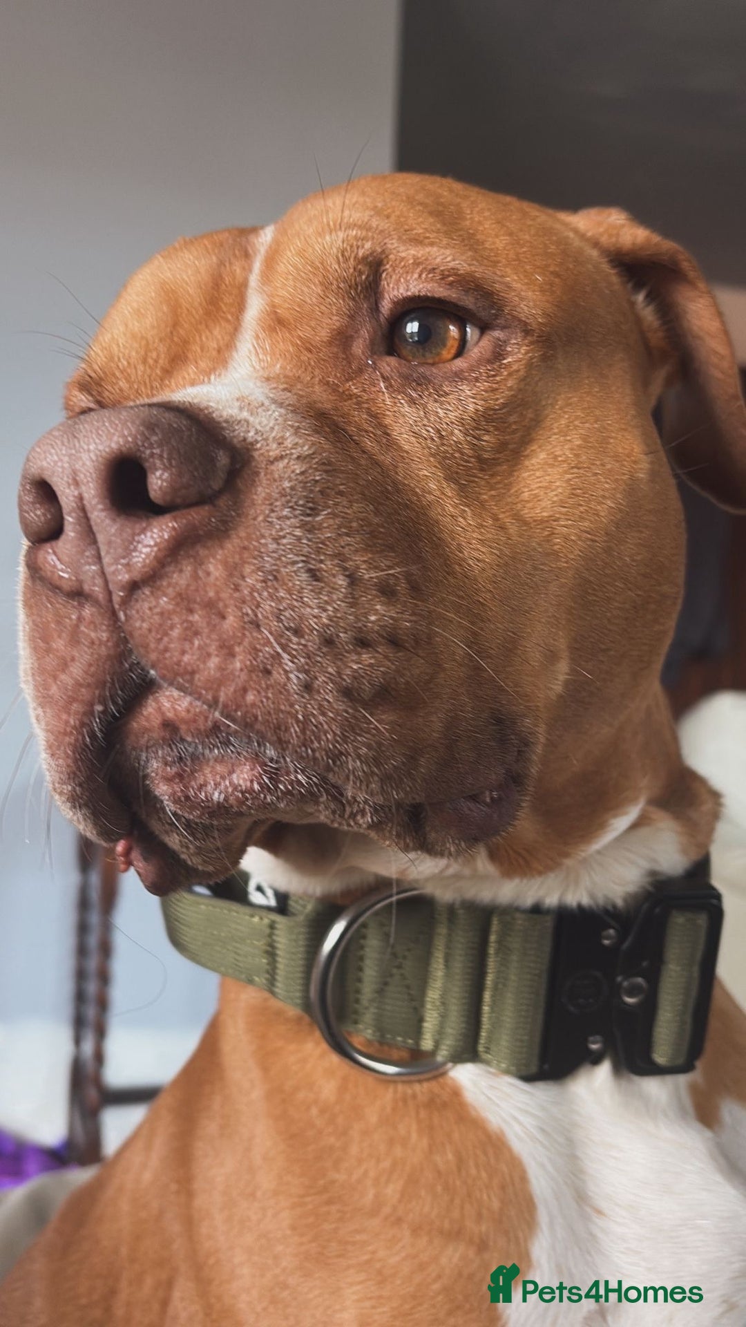 Mixed Breed dogs for sale: Stunning Bulldog male  - Image 2