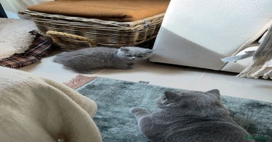 British Shorthair cats - Advert 5