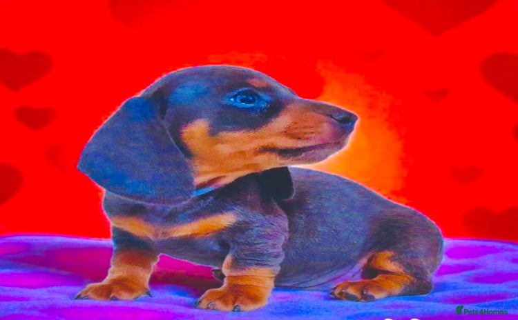 Miniature Dachshund dogs - Advert 1