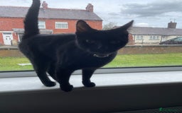 Domestic Shorthair cats for sale: Short haired black cat - Image 2