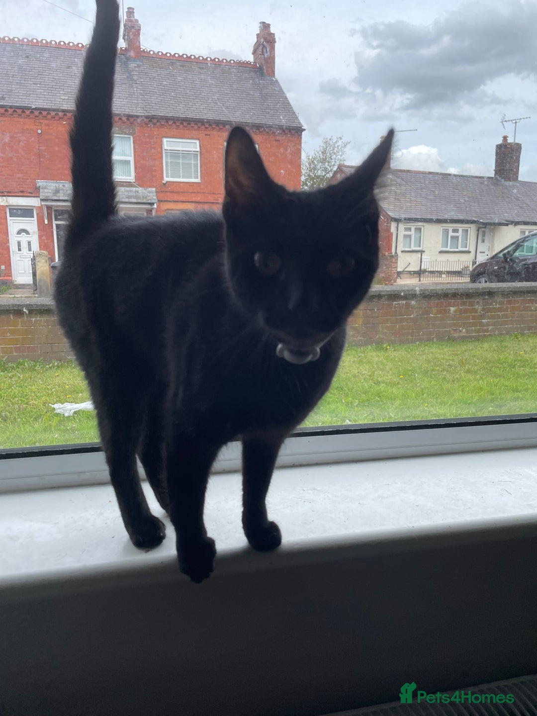 Domestic Shorthair cats for sale: Short haired black cat - Image 2