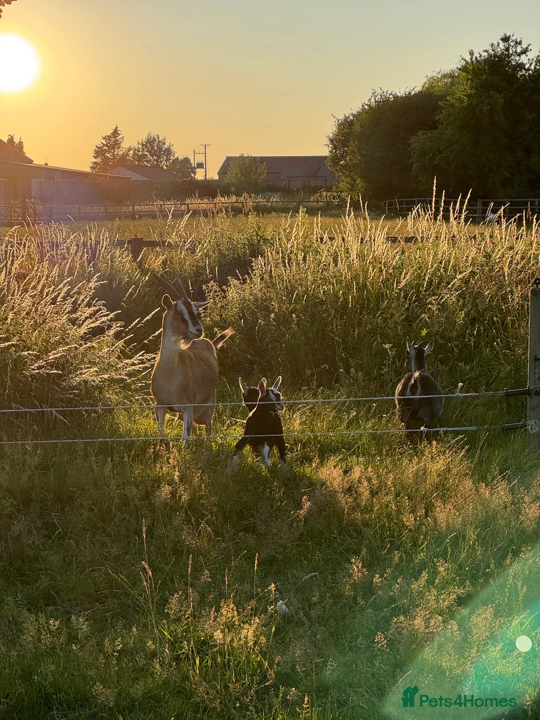 Goats livestock for sale: Nanny goat in kid.   - Advert 1