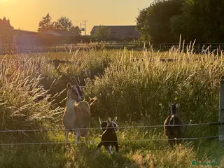 Goats livestock Nanny goat in kid. - Advert 15