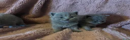 British Shorthair cats for sale: British blue shorthair kittens available 22/10 - Advert 3