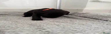 Orange collar 