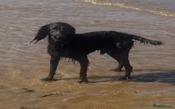 Cocker Spaniel dogs for sale: KC Reg Working Cocker Spaniel Puppies  - Image 10